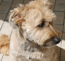 boubi